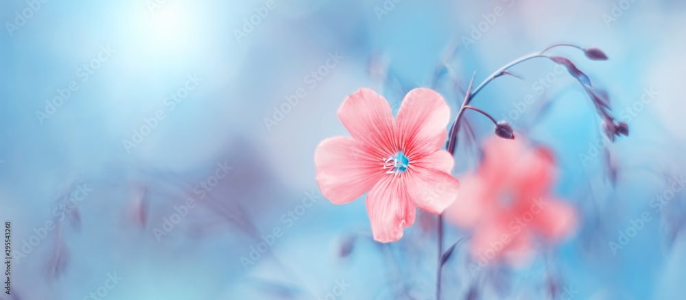 Border of delicate pink flax flowers on toned blue blurry background, beautiful natural art image. Selective soft focus - obrazy, fototapety, plakaty 