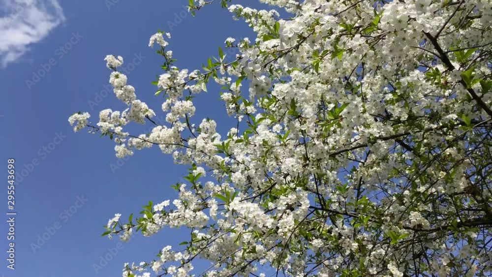 The wind shakes branches with white flowers of blooming sakura cherry against a blue sky in 4k The wind shakes branches with white flowers of blooming sakura cherry against a blue sky in 4k