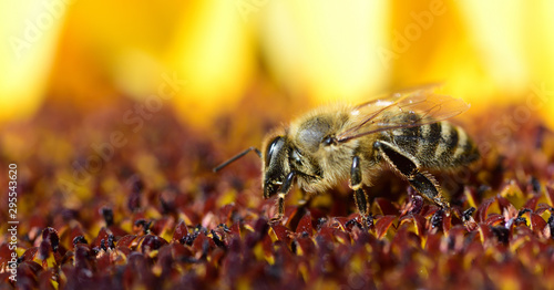 A honeybee is looking on a sunflower for pollen in the summer
