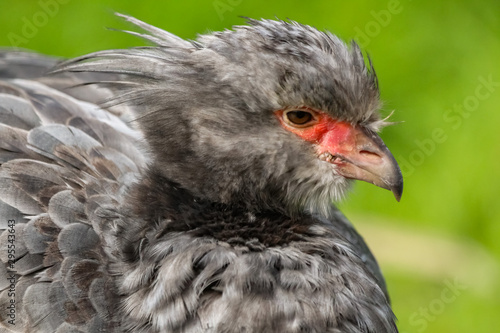 crested screamer