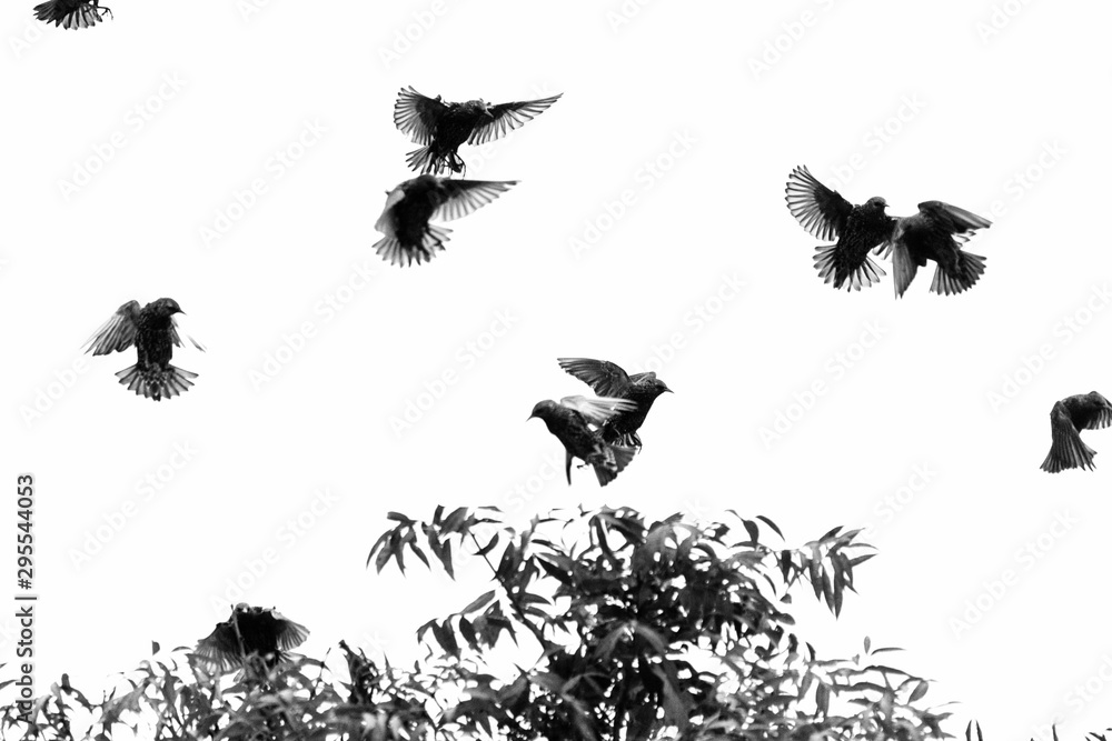 Fototapeta premium Birds fighting in black and white