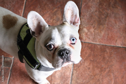 French bulldog with different color eyes, Heterochromia