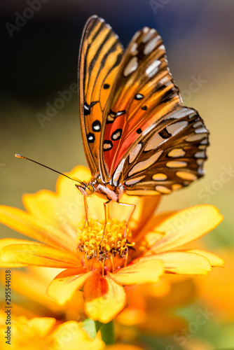 Canvas Print Butterfly in the garden on flowers