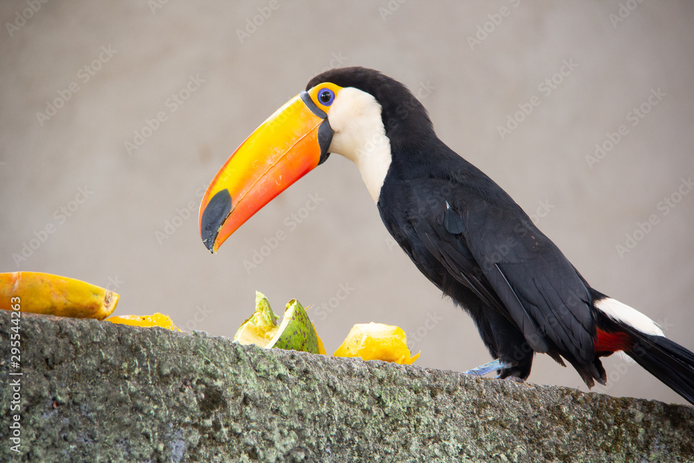 Naklejka premium Tucano brasileiro