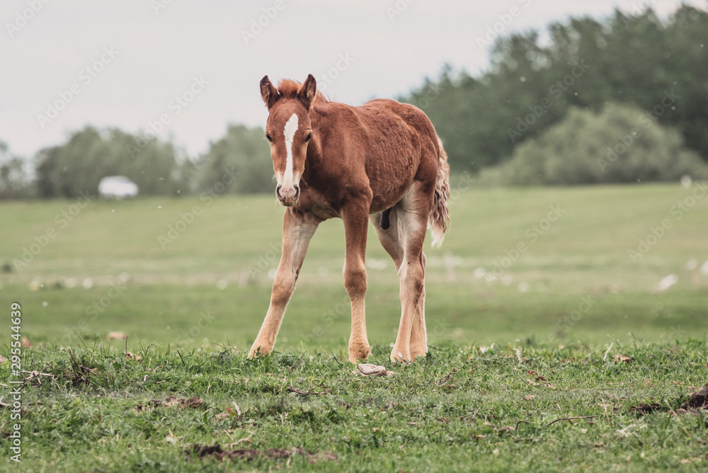 Fototapeta premium horse and her foal