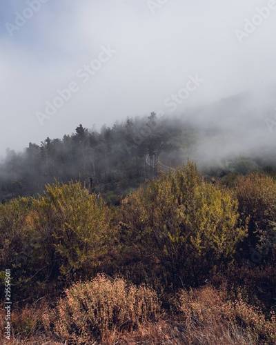 yellow trees covered by the fog