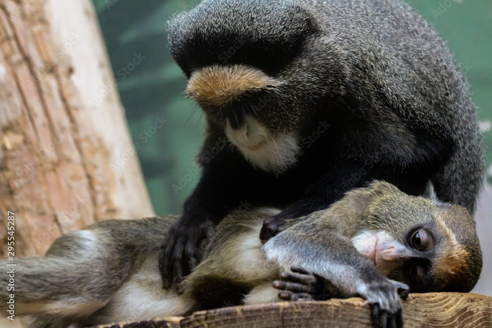 Obraz premium monkeys