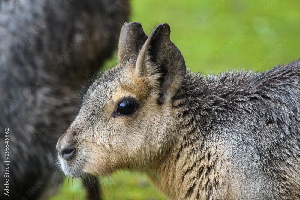 Fototapeta premium patagonian mara