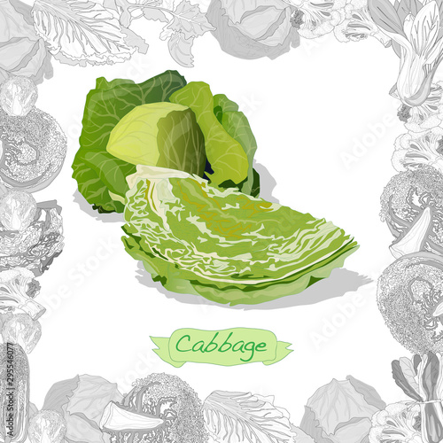 Fresh cabbage illustration on white background. Vector image