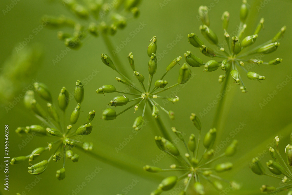 autumn faded plant with seeds