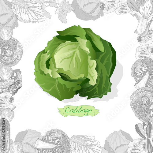 Fresh cabbage illustration on white background. Vector image