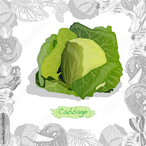 Fresh cabbage illustration on white background. Vector image