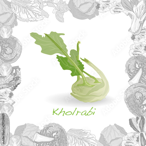 Kohlrabi German turnip illustration isolated on white. Vector image