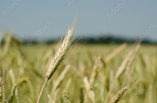 Obraz na płótnie Grano