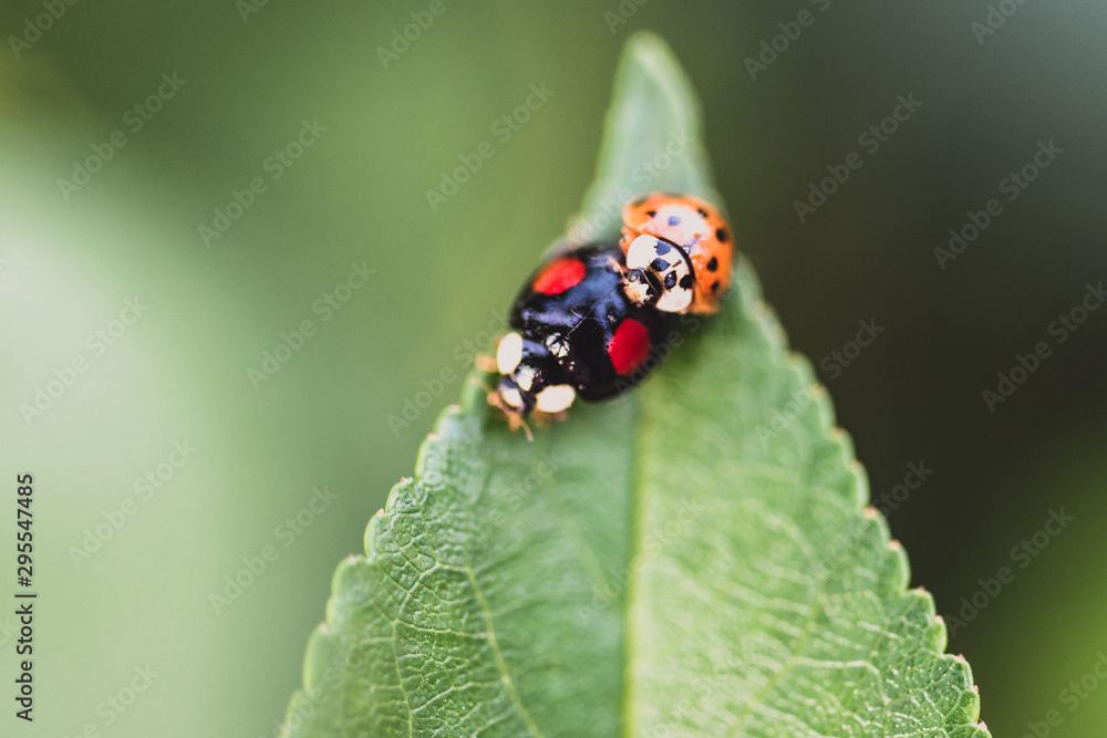 Fototapeta premium ladybug on leaf