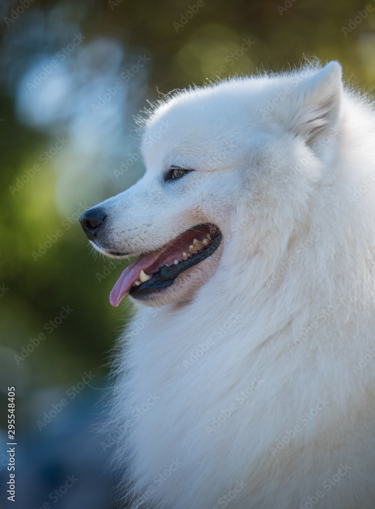 Portrait of Samoyed Portrait of Samoyed