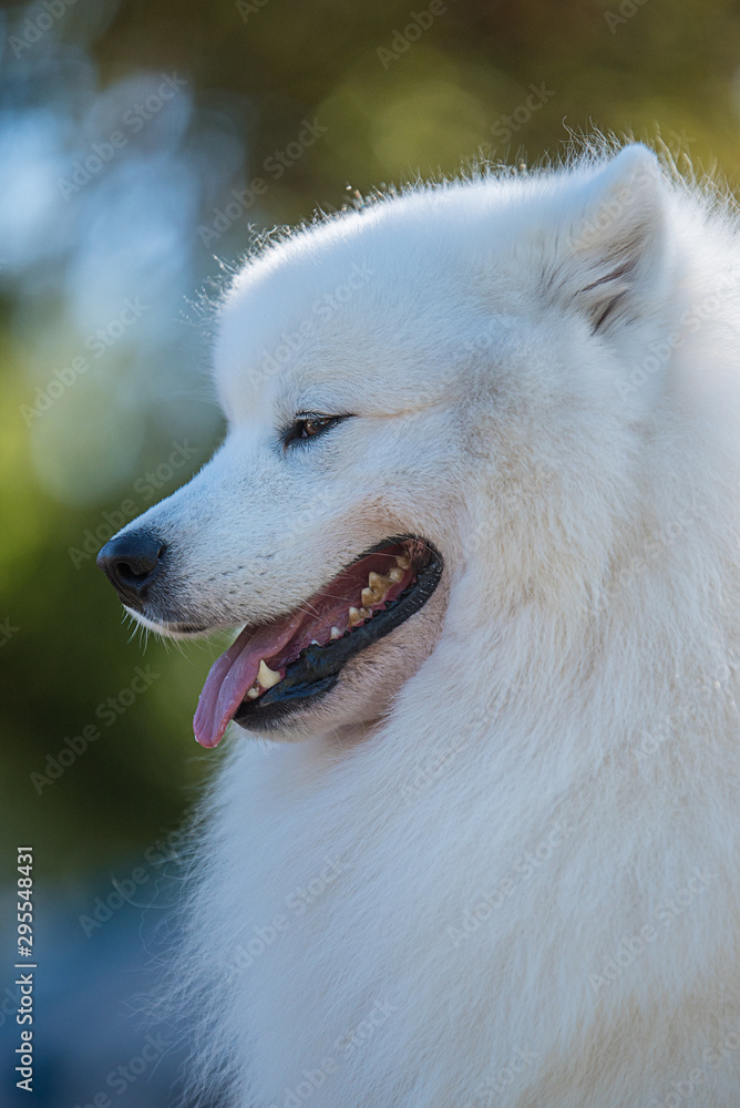 Portrait of Samoyed