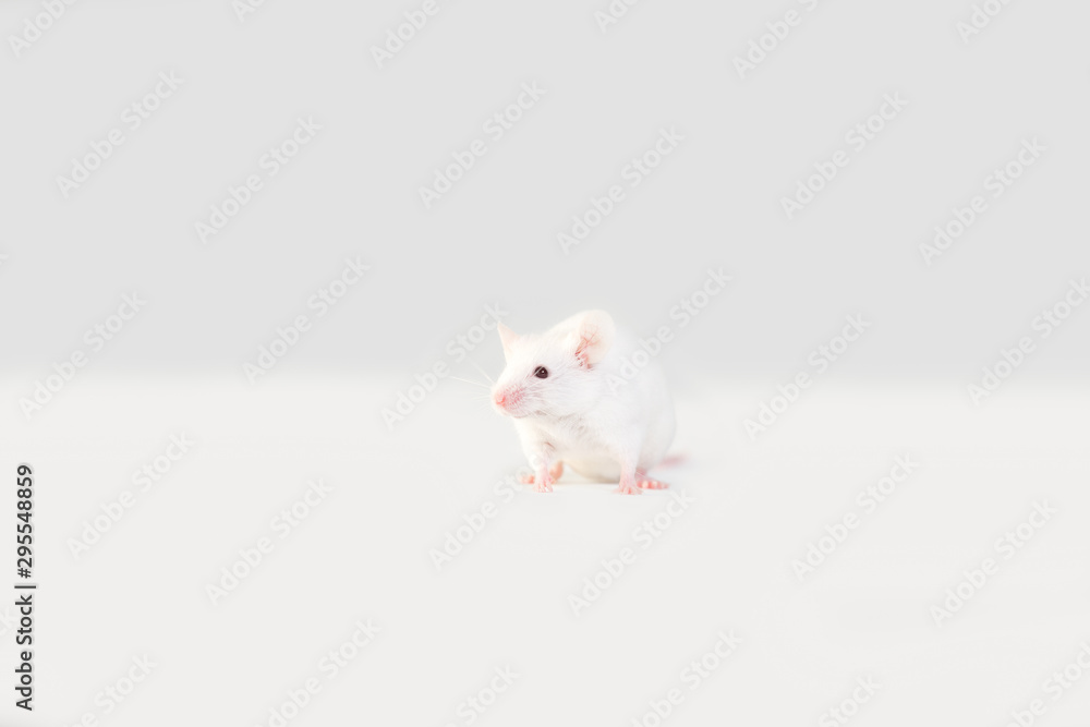 One white mouse,rat sits on a white background. Back view.Copy space One white mouse,rat sits on a white background. Back view.Copy space