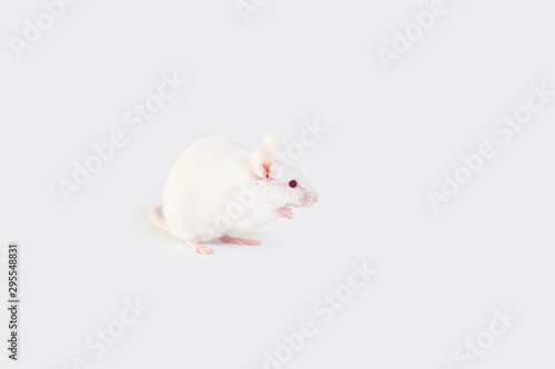 One white mouse,rat  sits on a white background. Back view.Copy space 