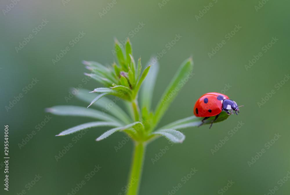 Obraz premium Ladybug on a green leaf macro