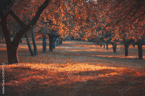 The landskape in autumn