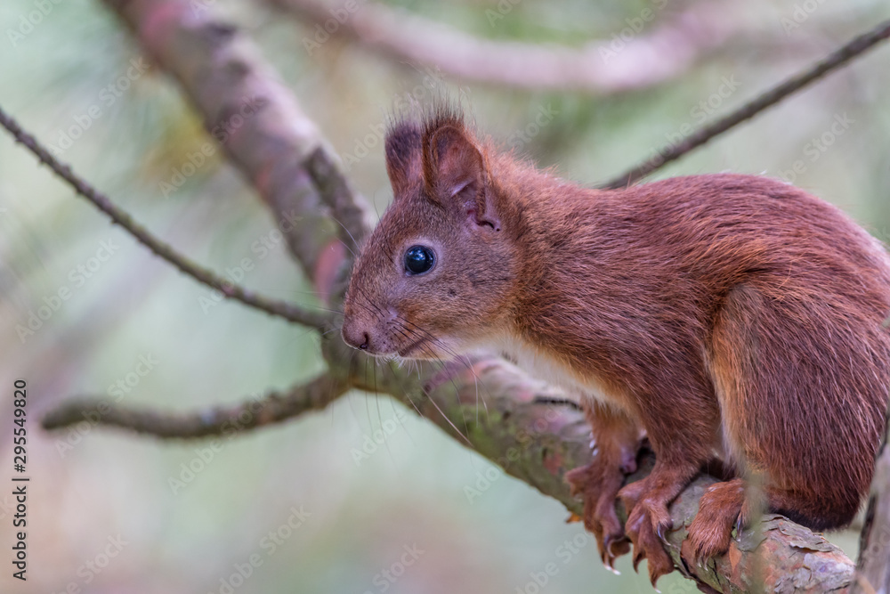 squirrel on a branch squirrel on a branch