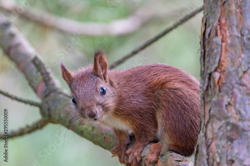 squirrel on a branch © Krzysztof