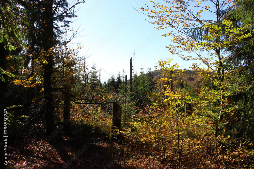 Obraz premium bayerischer wald