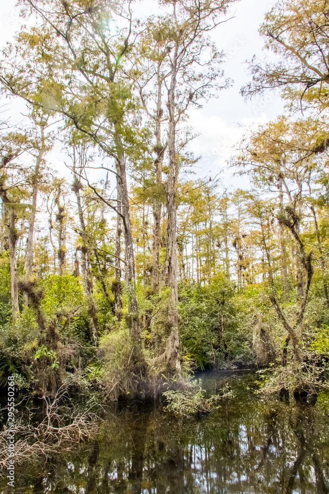 Fototapeta premium everglades