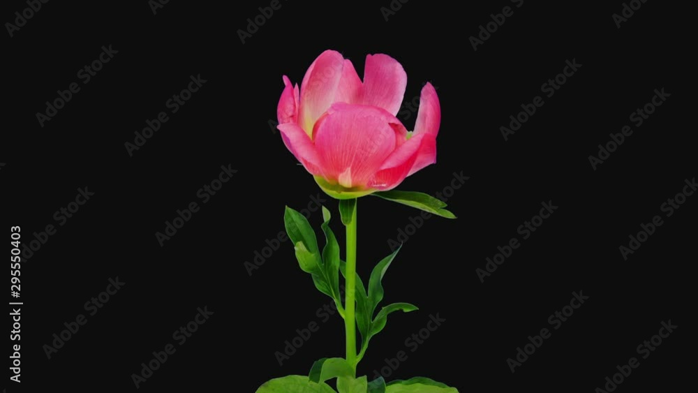 Time-lapse of opening coral peony (Paeonia) flower 3b3 in RGB + ALPHA matte format isolated on black background Time-lapse of opening coral peony (Paeonia) flower 3b3 in RGB + ALPHA matte format isolated on black background