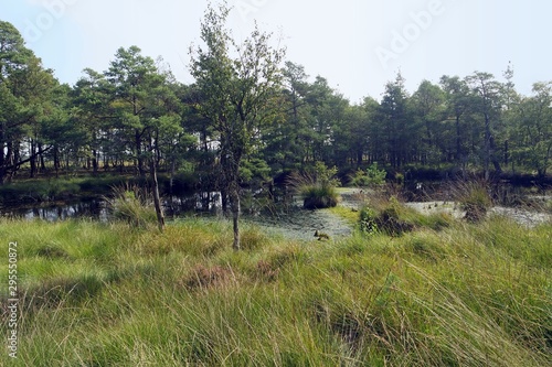 swamp land pietzmoor in germany