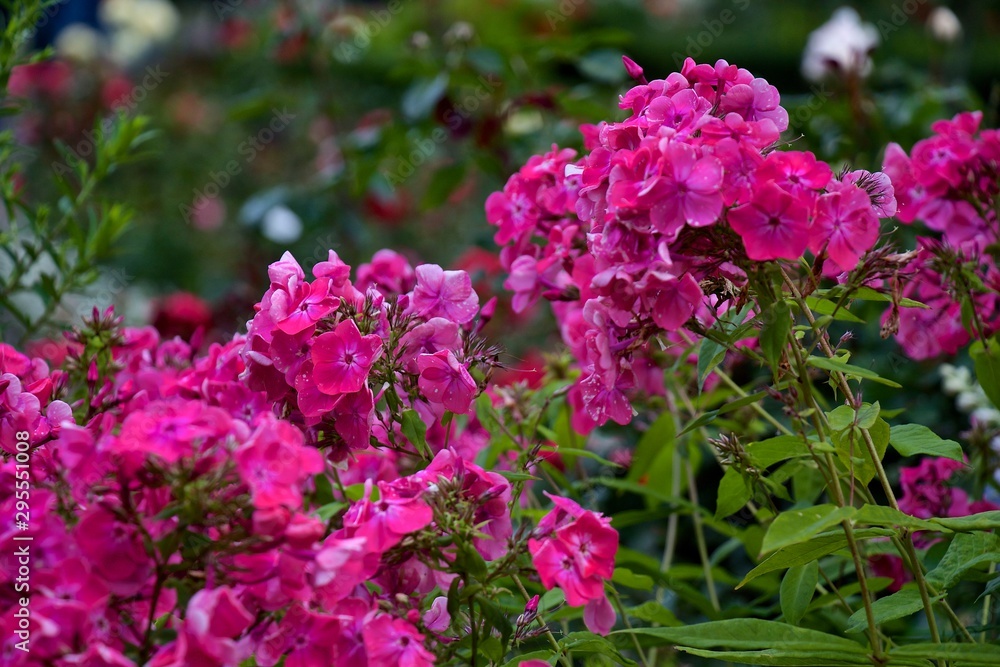 pink flowers in the garden