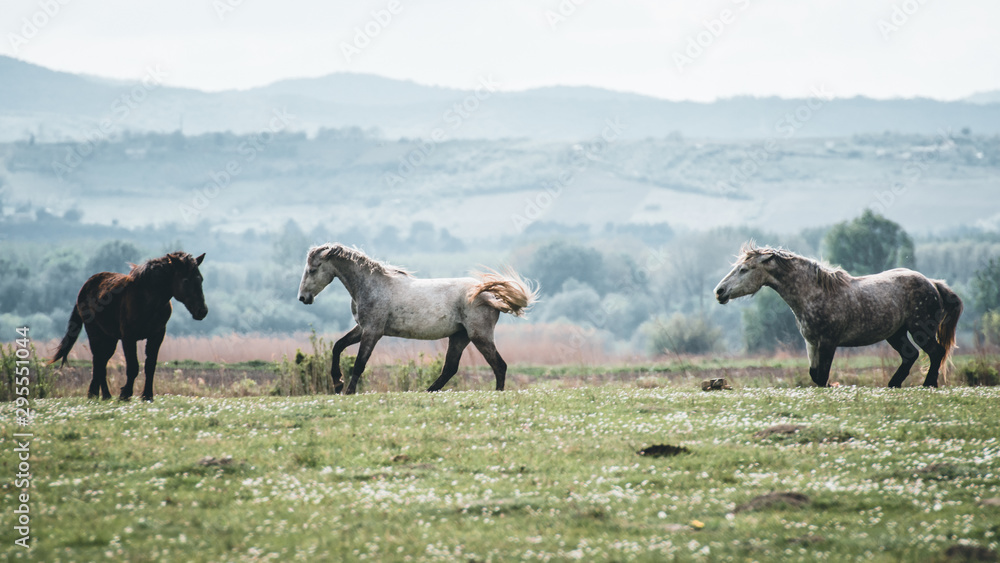 Naklejka premium herd of horses