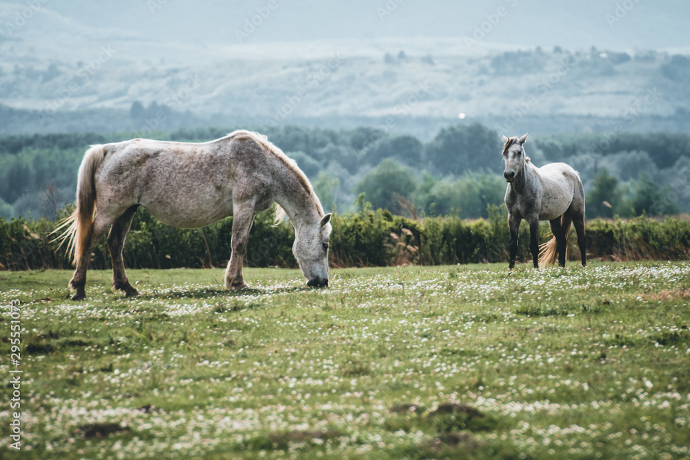herd of horses on meadow herd of horses on meadow