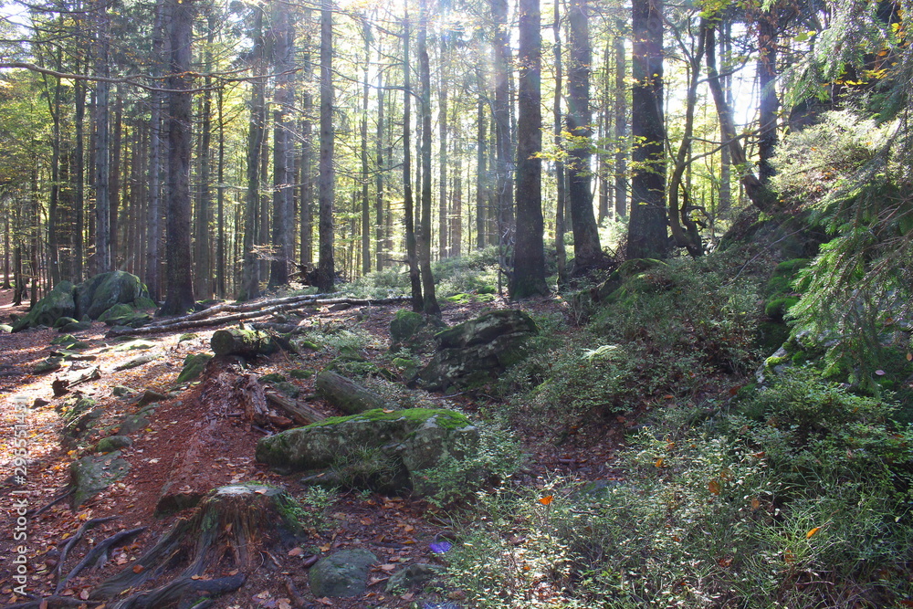 Fototapeta premium bayerischer wald