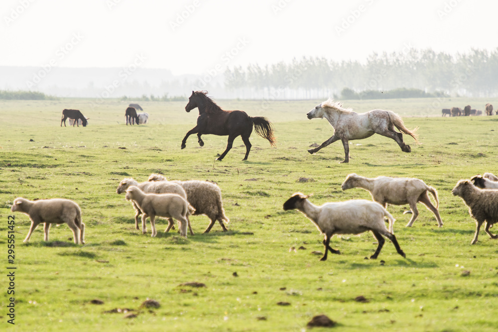 herd of sheep and horses