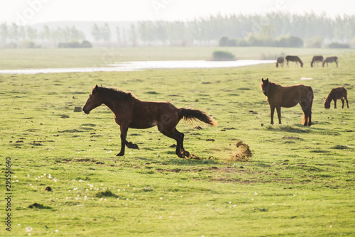 horses in the field