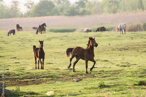 horses in the field © Zoran Jesic
