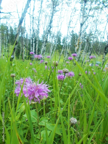 wildflower meadow
