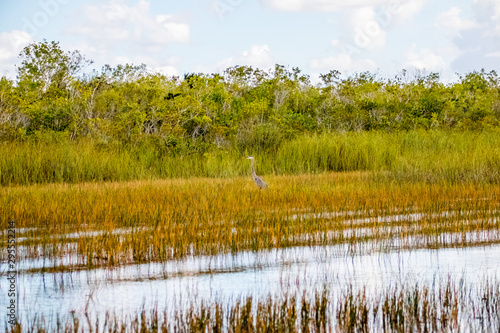 everglades