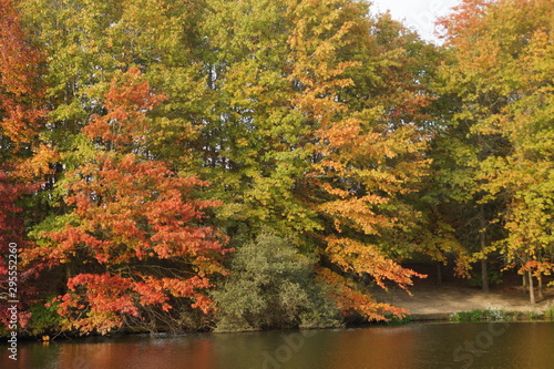 Photos Arbres à couleur automnale