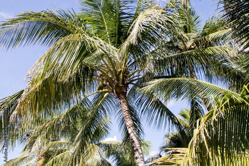 Obraz premium everglades