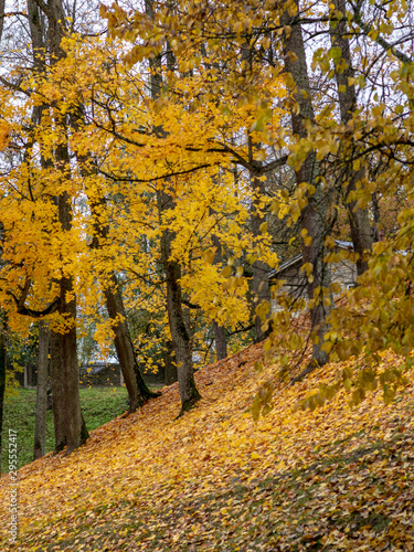 picture with colorful trees in autumn park