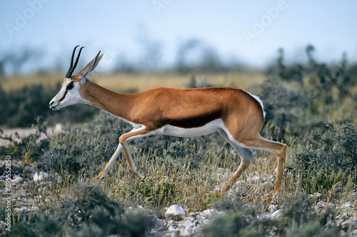 Canvas Print Young springbok walking in the savannah.