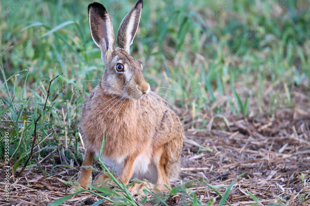 Fototapeta premium Feldhase