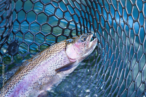 Close up of big rainbow trout in a landing net photo