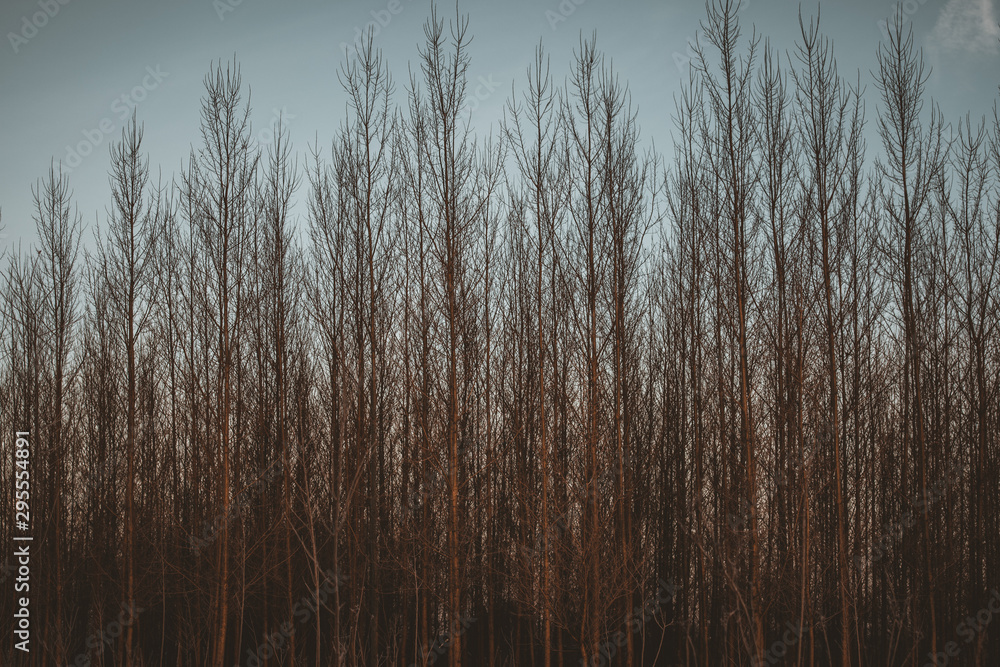 Fototapeta premium grass in water