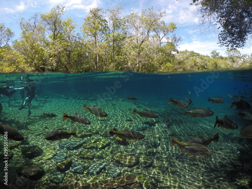 Принти на полотні Peixes em Bonito - MS