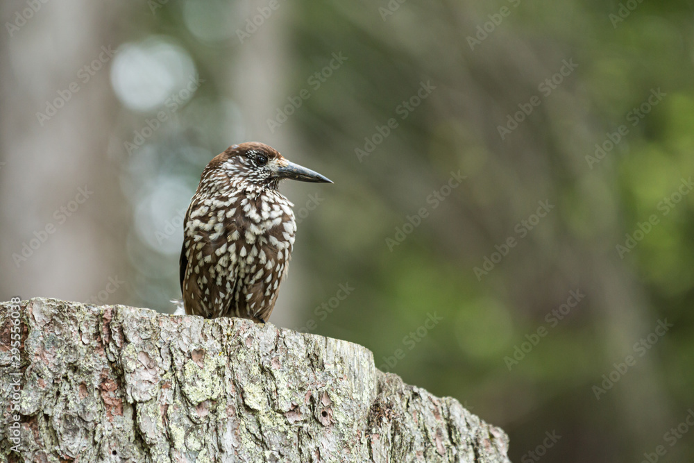 Europäischer Tannenhäher (Nucifraga caryocatactes caryocatactes), sitzt auf einem Baumstumpf Europäischer Tannenhäher (Nucifraga caryocatactes caryocatactes), sitzt auf einem Baumstumpf