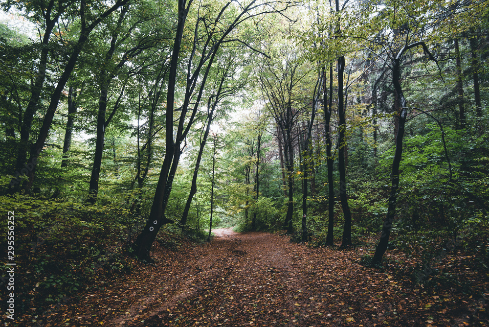 Obraz premium path in the forest